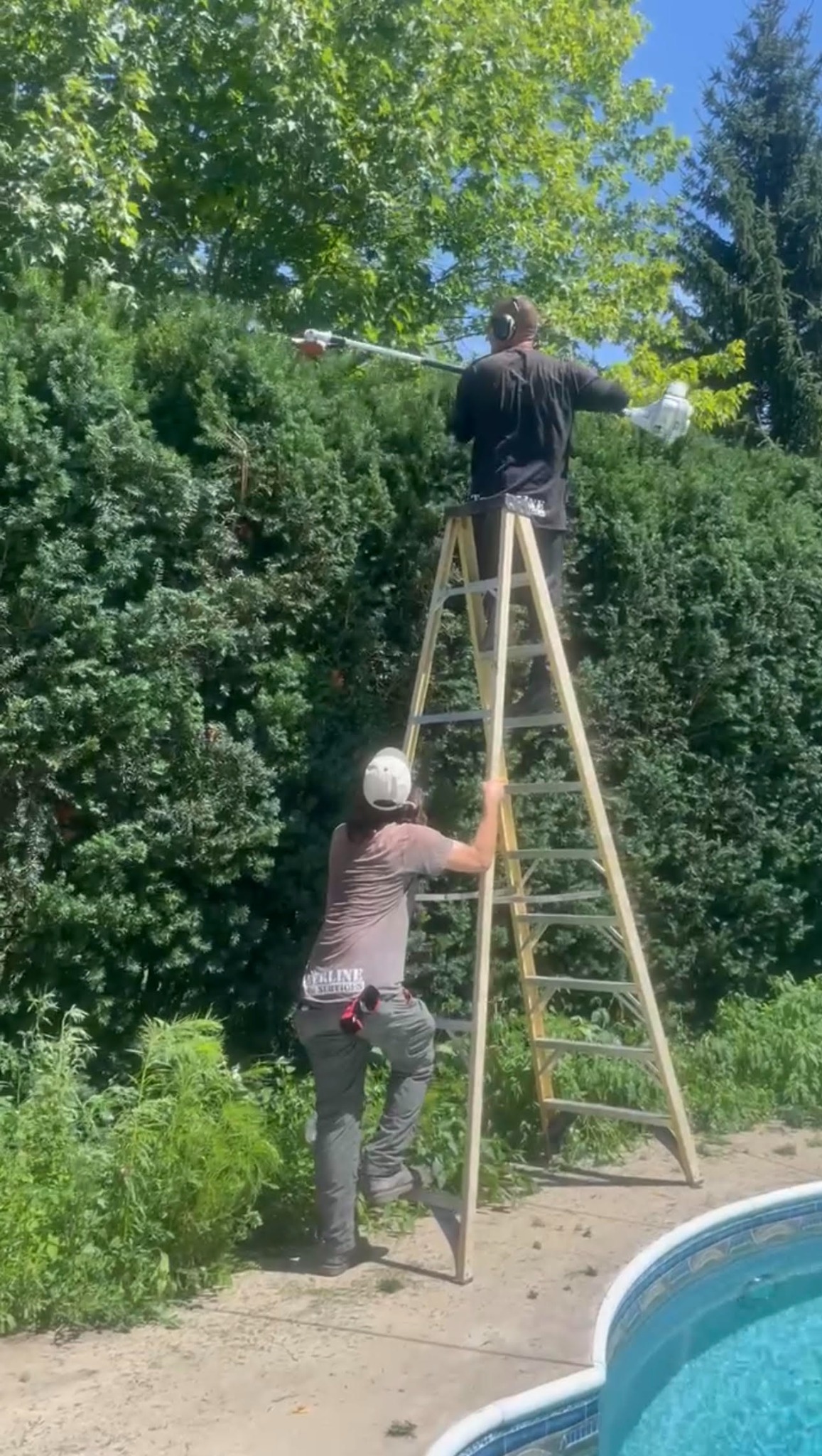 Tall hedge trimming by Timberline Outdoor Services
