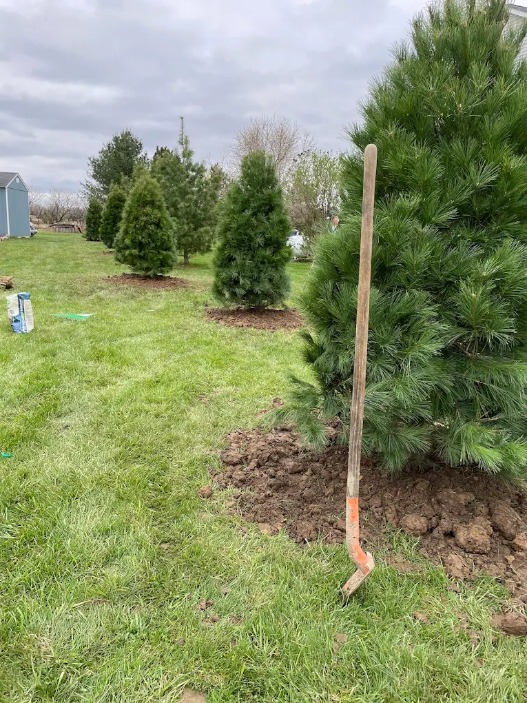 Shrub & Tree Trimming by Timberline Lawn Care
